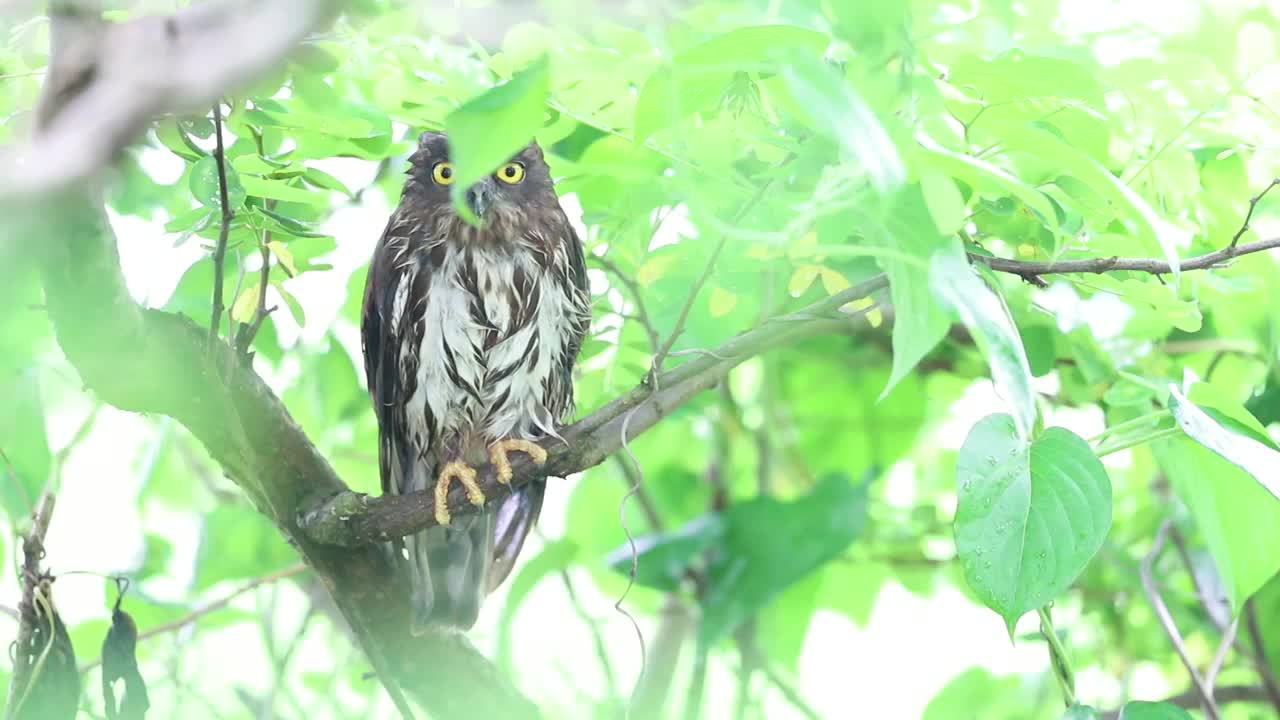 鹰鸮 Owl视频素材