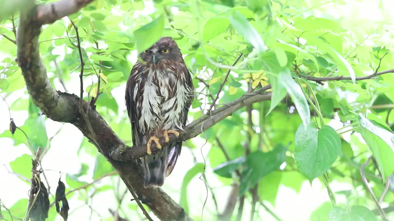 鹰鸮 Owl视频素材