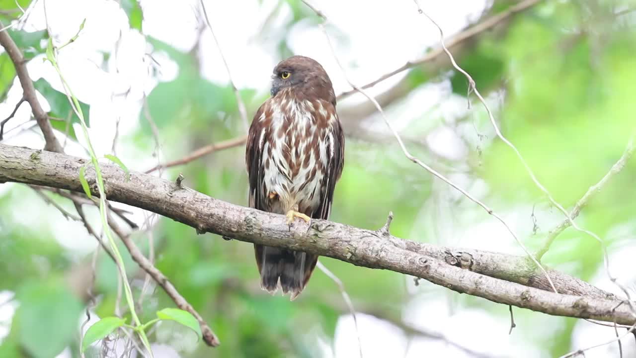 鹰鸮 Owl视频素材