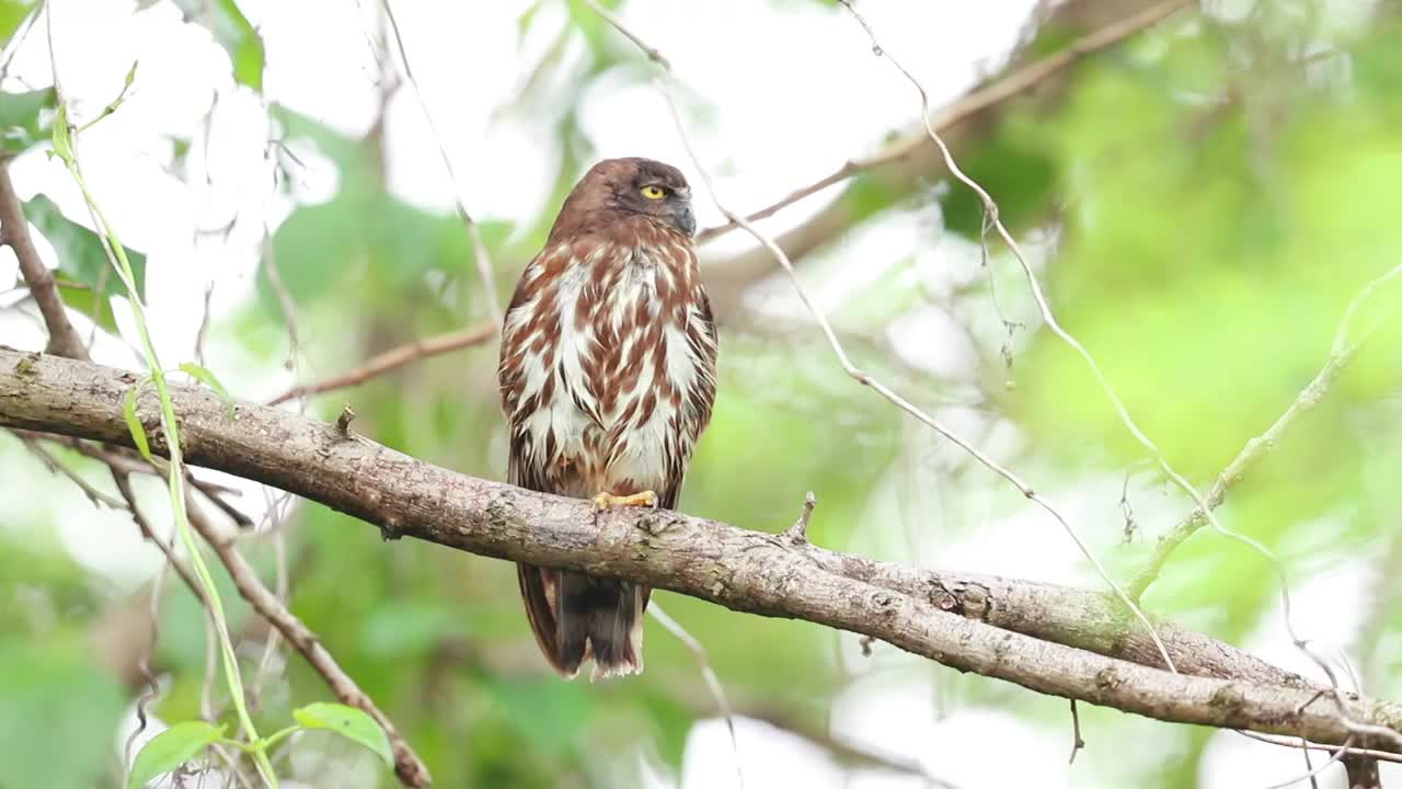 鹰鸮 Owl视频素材