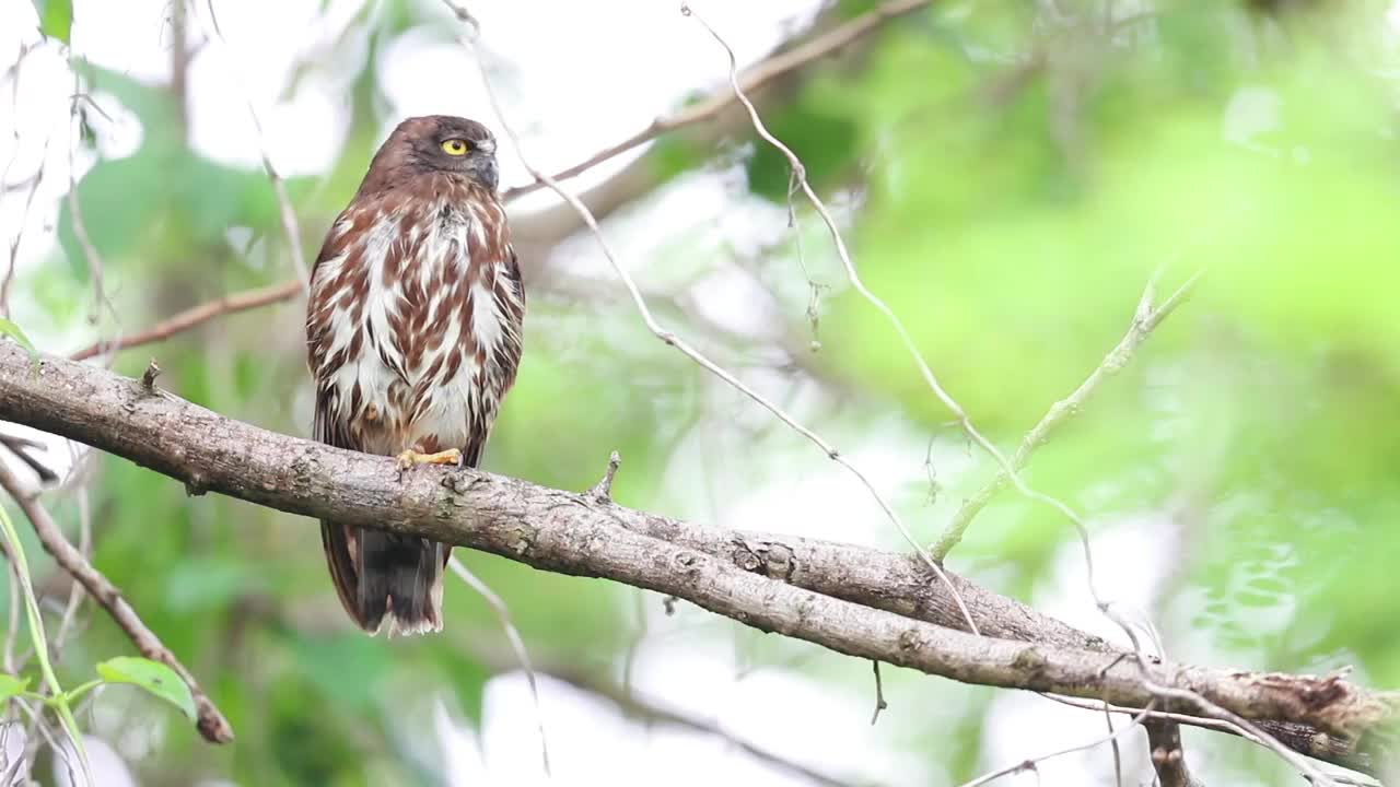 鹰鸮 Owl视频素材