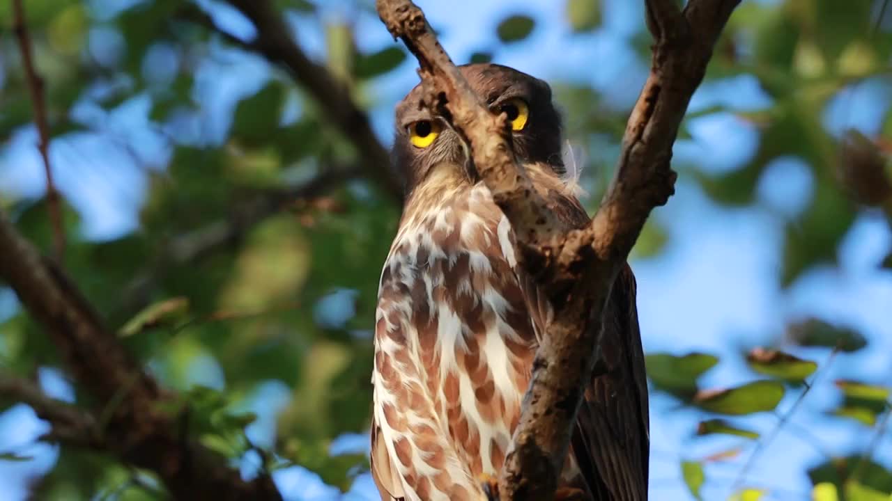 鹰鸮 Owl视频素材