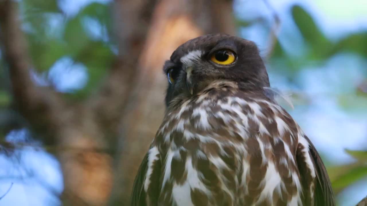 鹰鸮 Owl视频素材