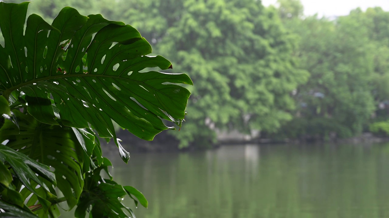 雨天雨水滴落在桂林榕湖的水面上视频素材