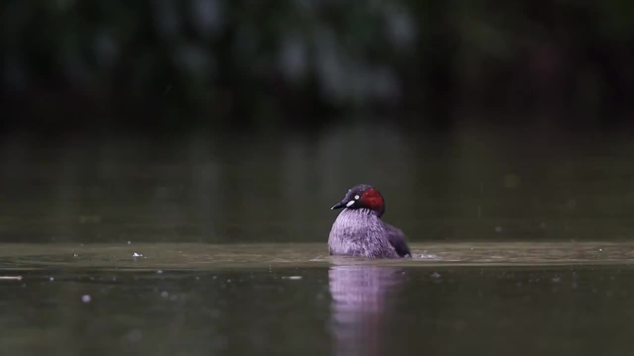 小䴙䴘（Little Grebe）视频素材