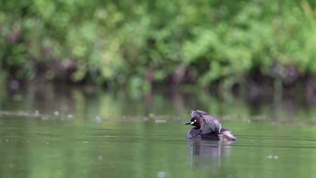 小䴙䴘（Little Grebe）视频素材