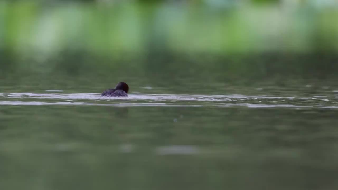 小䴙䴘（Little Grebe）视频素材