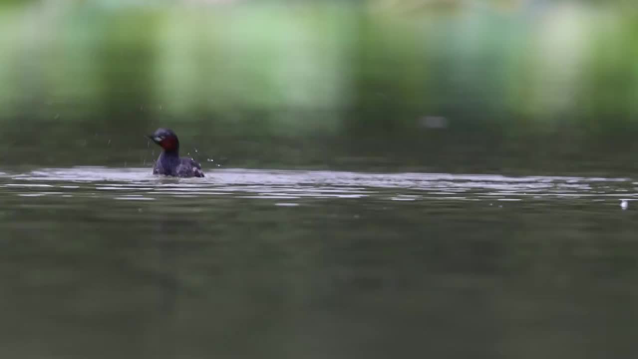 小䴙䴘（Little Grebe）视频素材