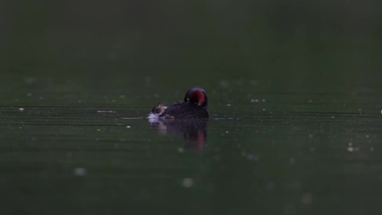 小䴙䴘（Little Grebe）视频素材