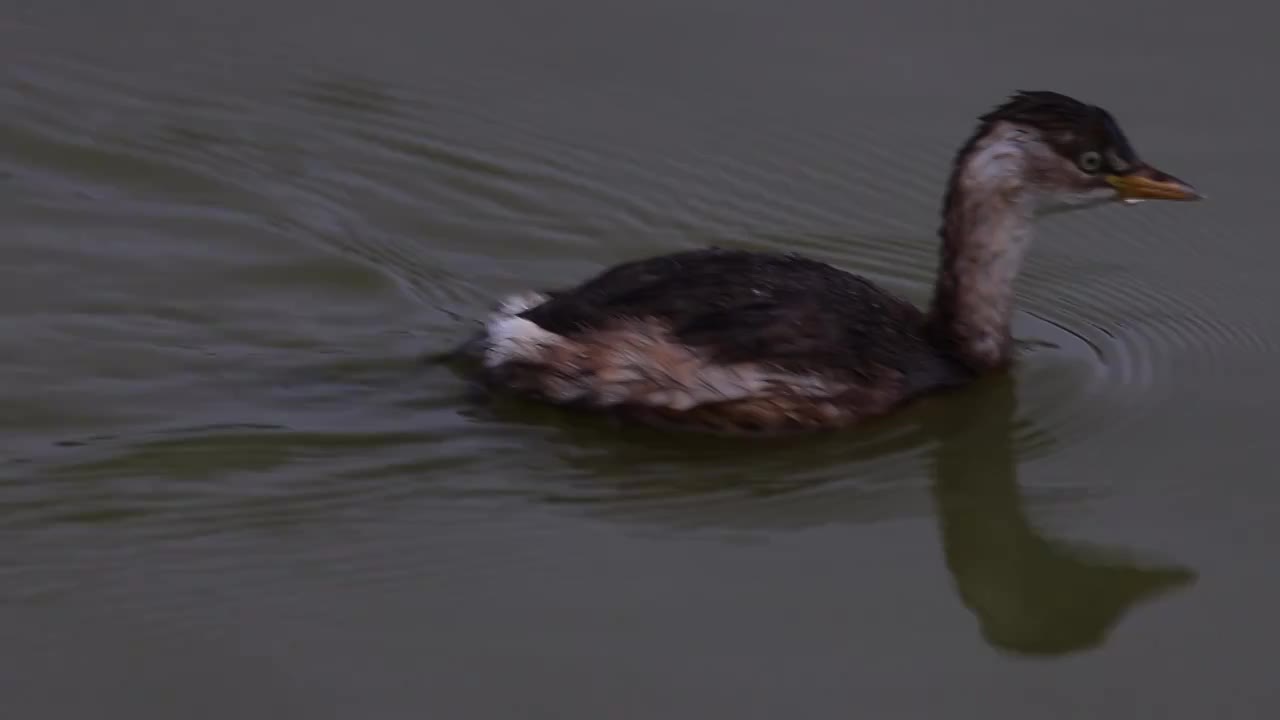 小䴙䴘（Little Grebe）视频素材