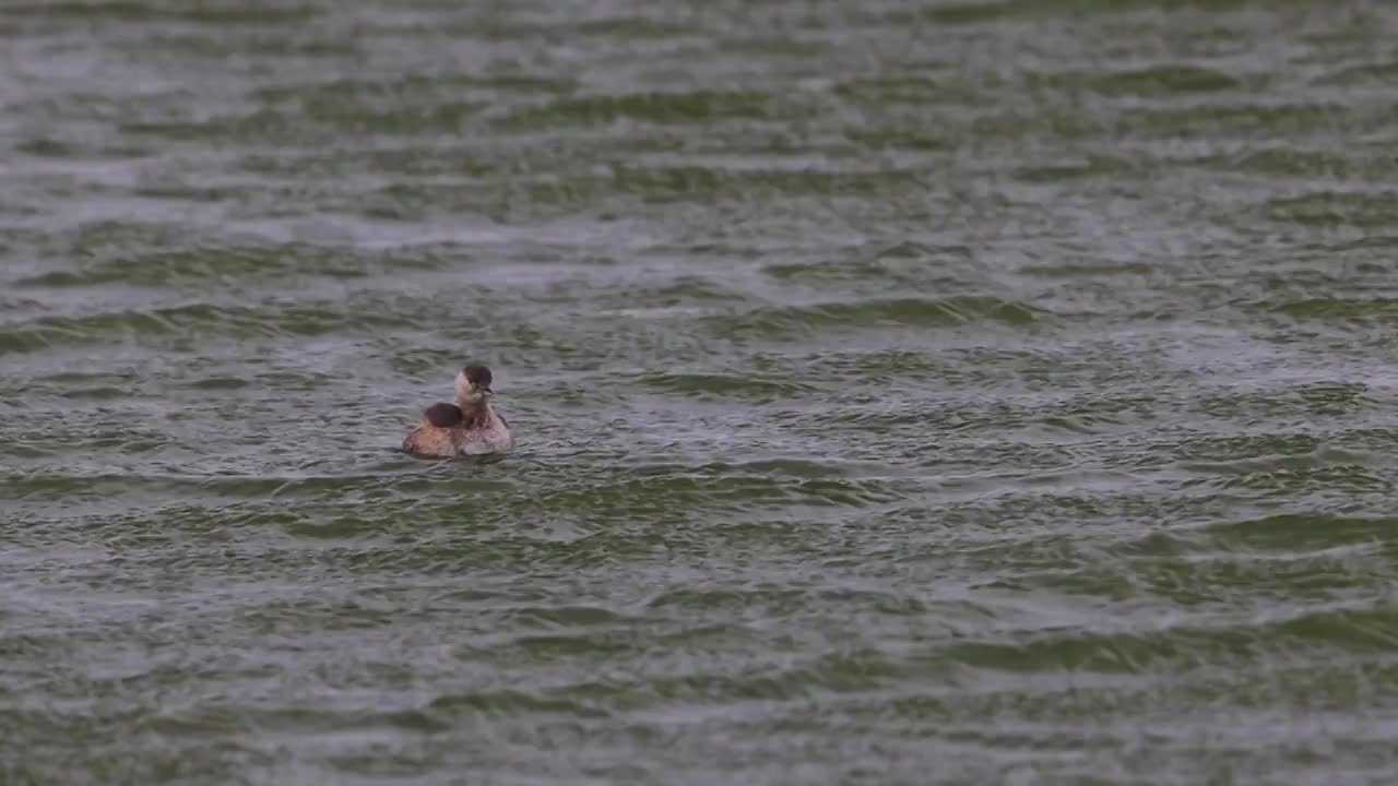 小䴙䴘（Little Grebe）视频素材