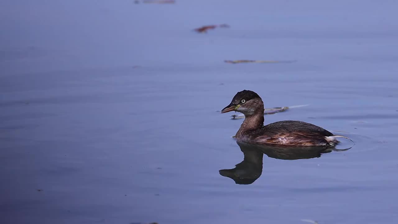 小䴙䴘（Little Grebe）视频素材