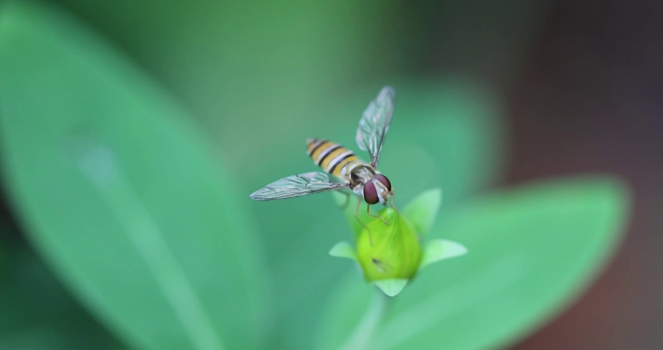 盘旋的蜜蜂视频素材