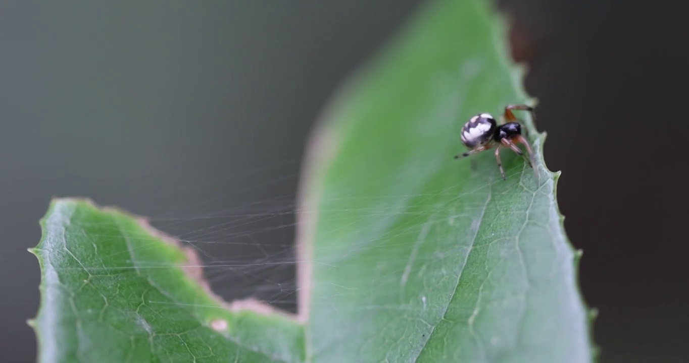 蜘蛛视频素材