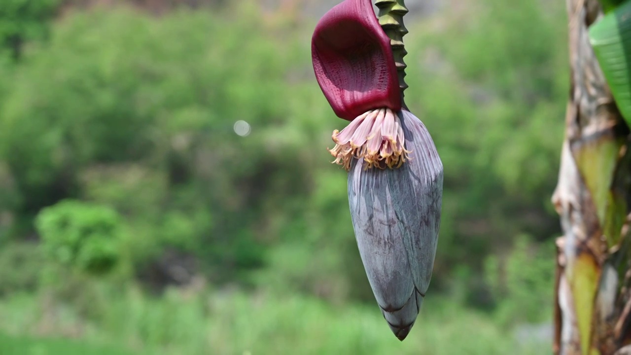 芭蕉花视频素材