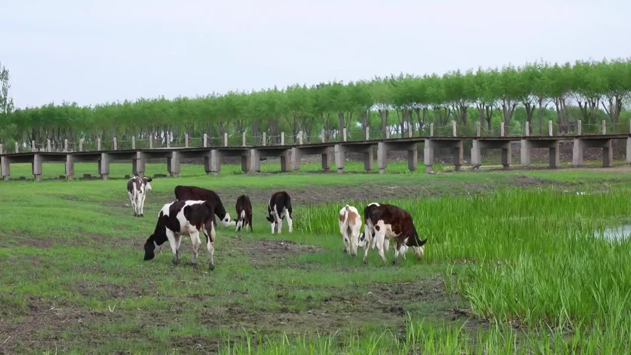 春季草原上的黑白花奶牛视频素材