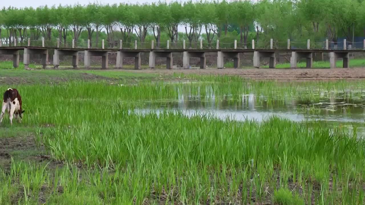 春季草原上的黑白花奶牛视频素材