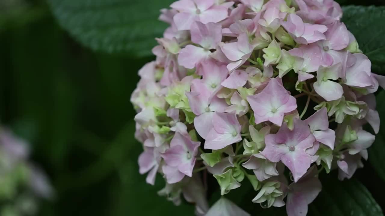 绣球花视频素材