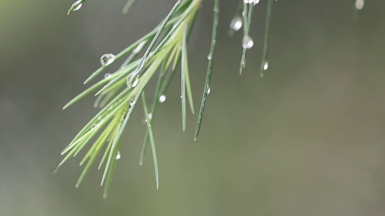 雪松视频素材