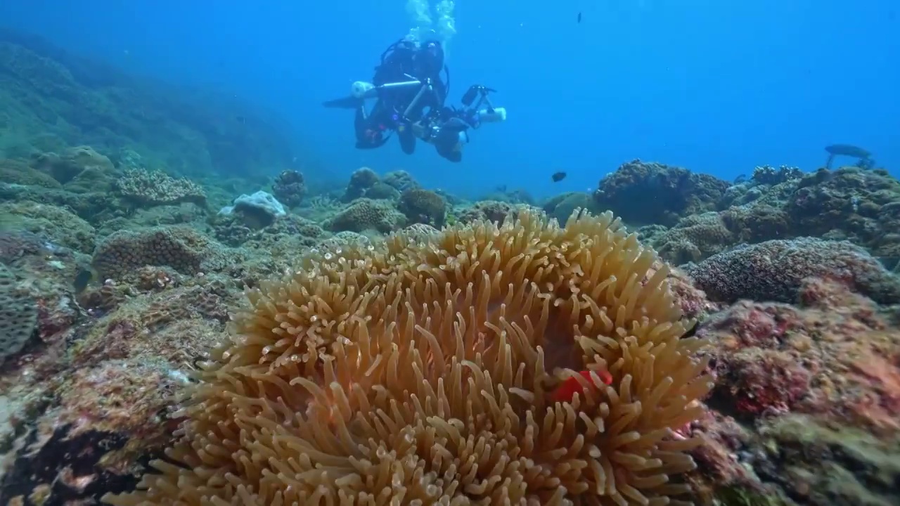 水下摄影神奇神秘的海底世界小丑鱼nemo视频素材