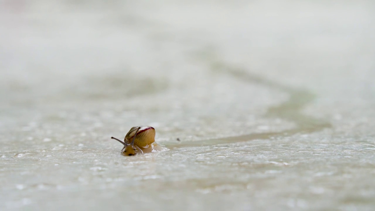 雨中避雨的小蜗牛视频素材