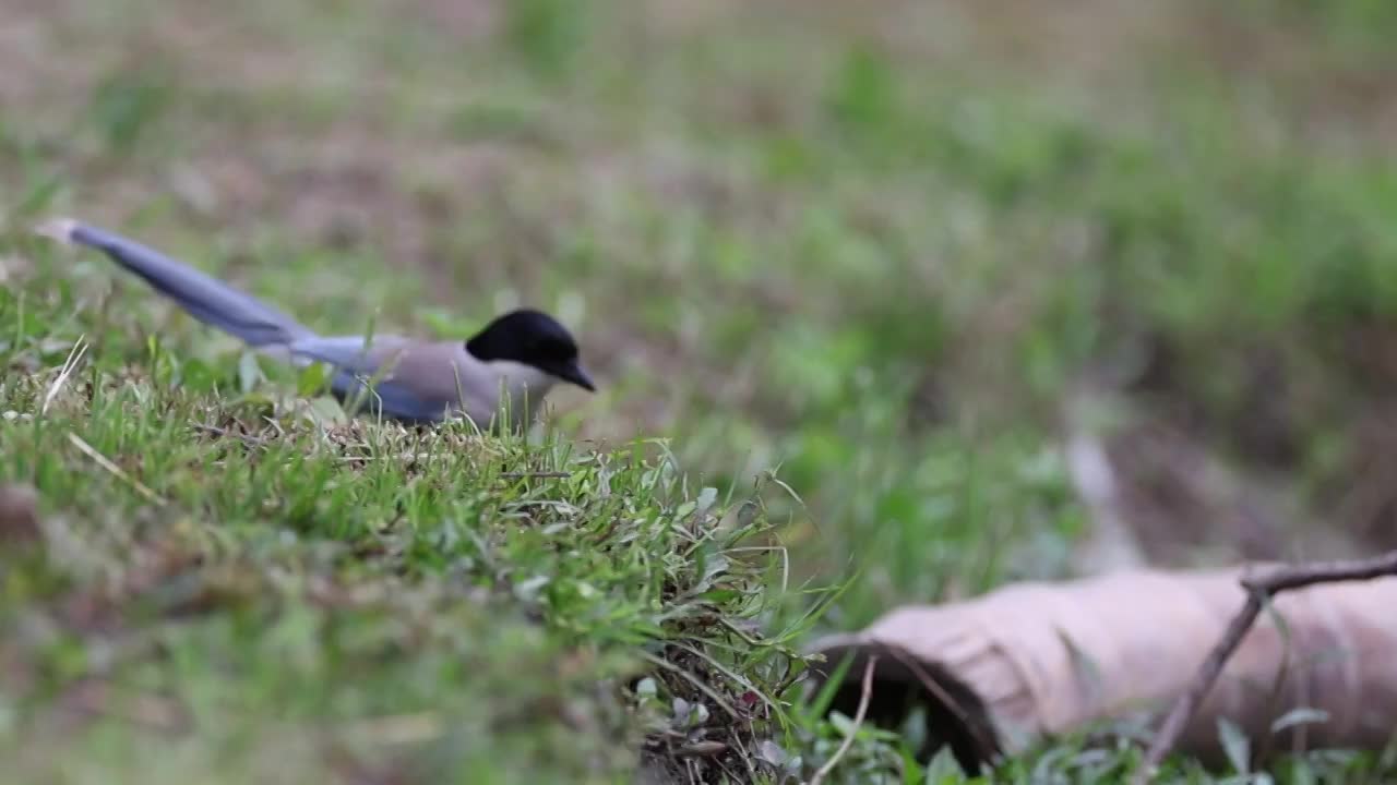 喜鹊视频素材