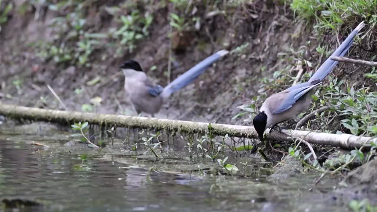 喜鹊视频素材