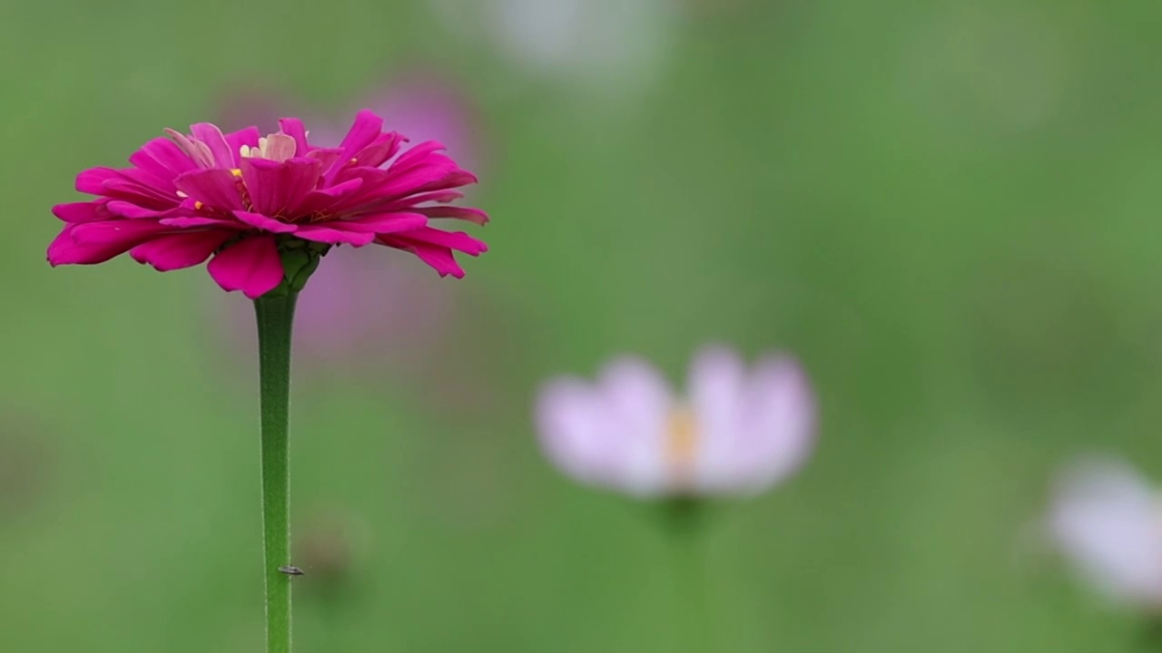 金盏菊视频素材