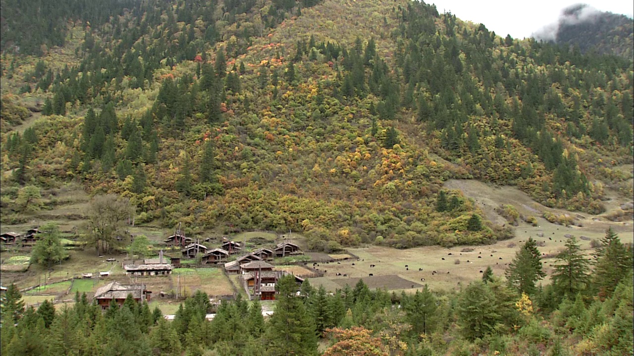 四川九寨沟山林山脚下的村寨瓦房和牛羊固定机位视频素材