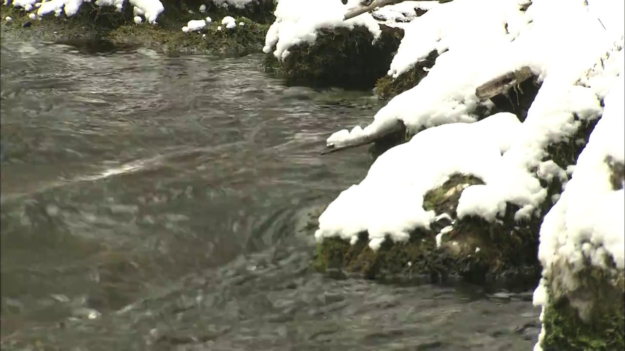 四川九寨沟雪景流动的溪水岸边积雪固定机位视频素材