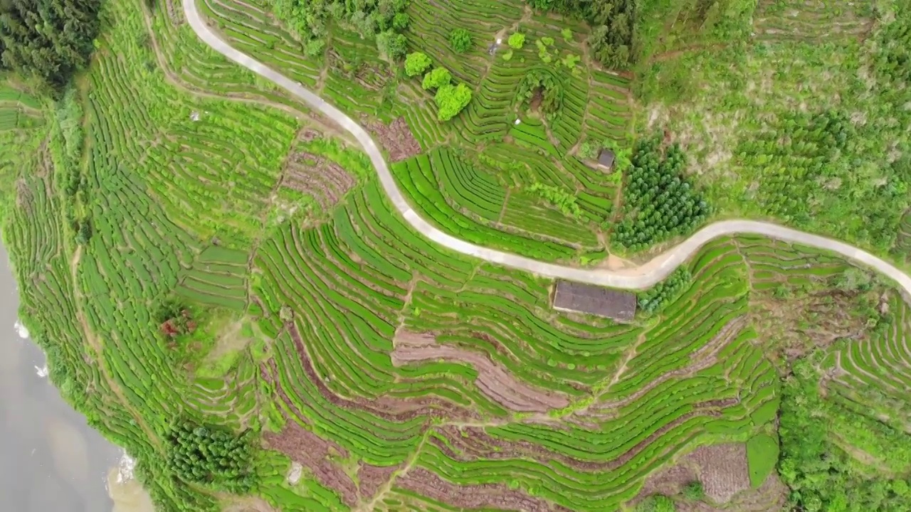 福建福鼎茶山茶园视频素材