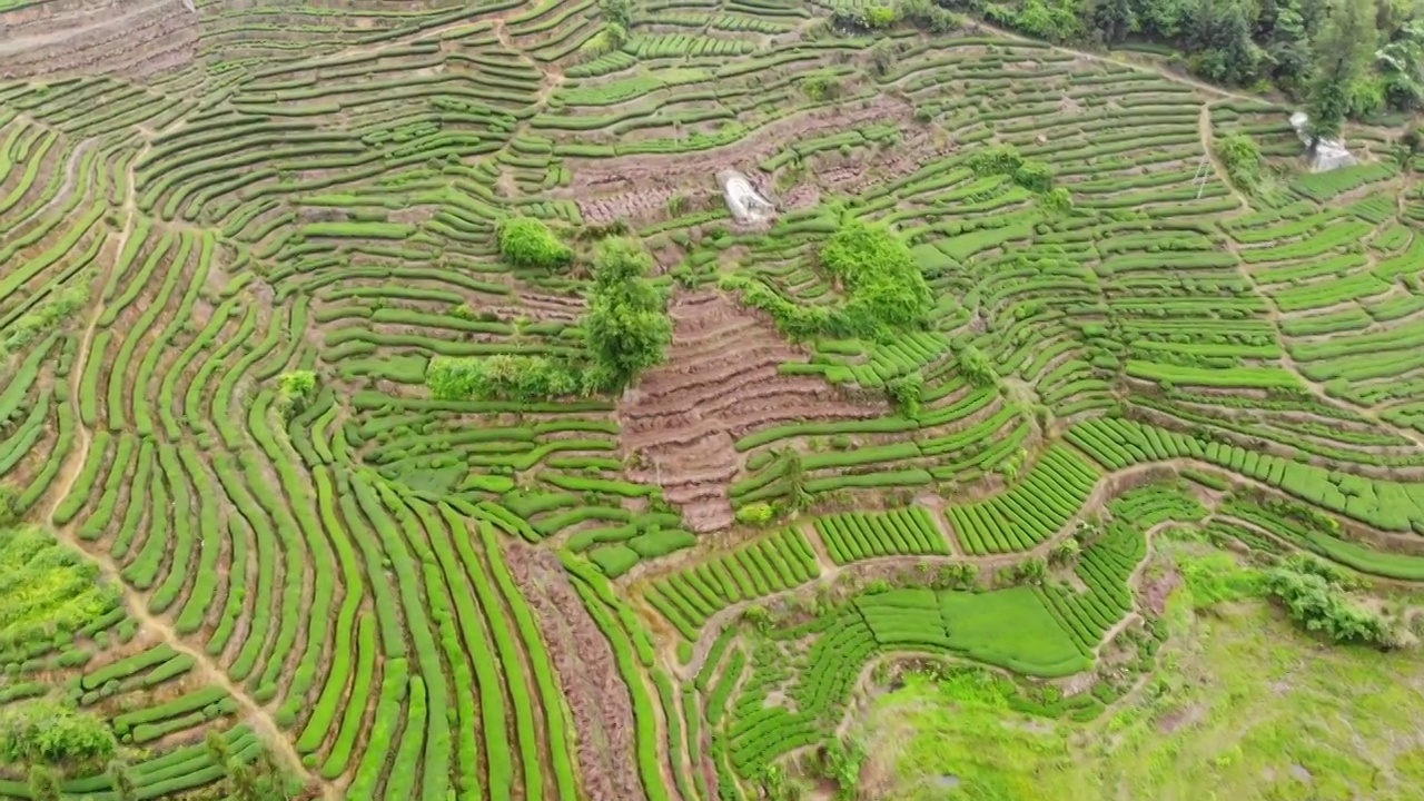 福建福鼎茶山茶园视频素材