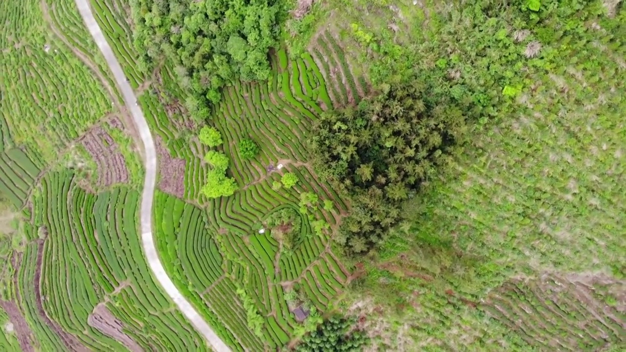 福建福鼎茶山茶园视频素材