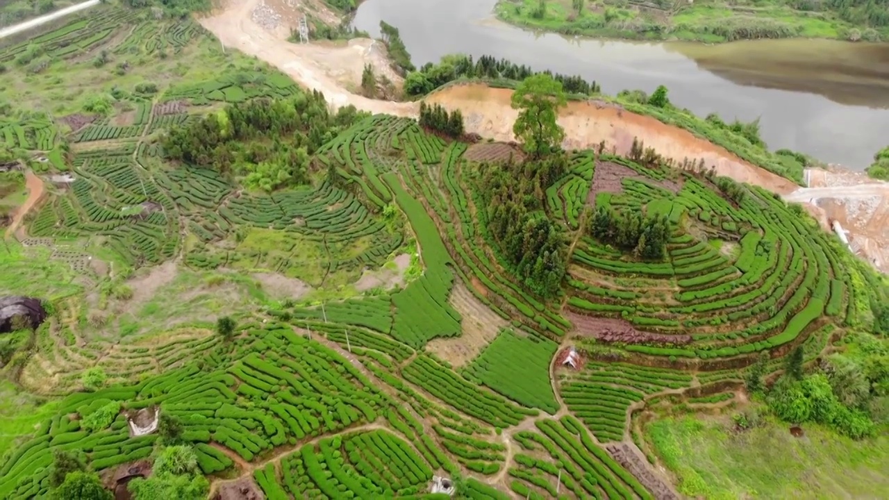 福建福鼎茶山茶园视频素材