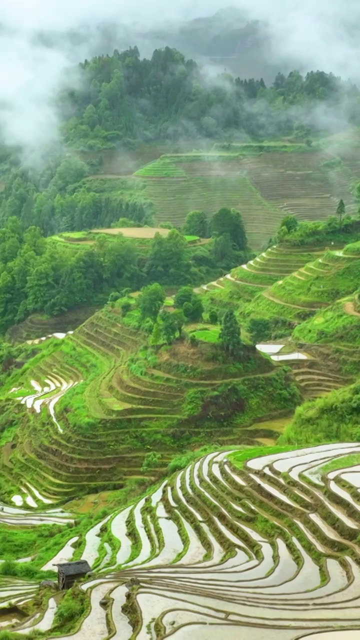 竖屏航拍桂林龙脊梯田水田风光（合集）视频素材