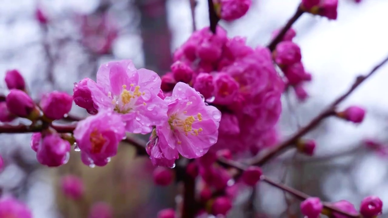 风雨中的桃花视频素材