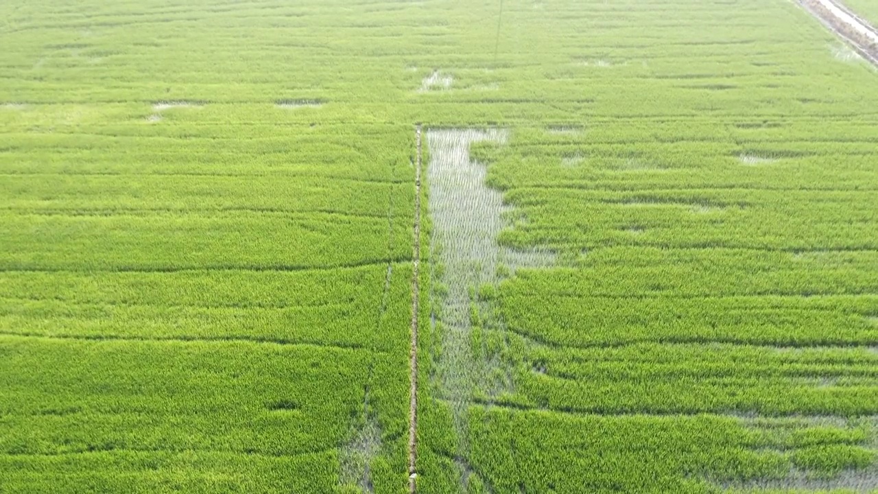 中国农业经济发展水稻田地视频素材