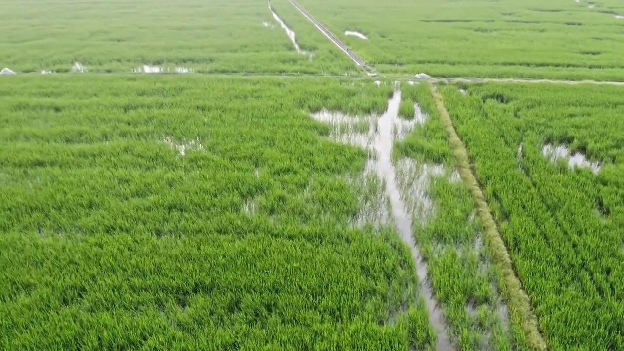 航拍水稻田地自然风景视频素材