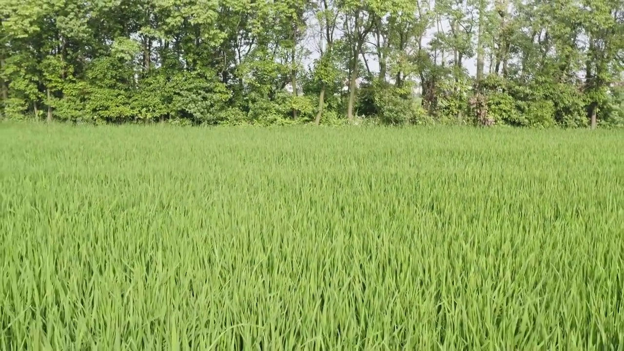 水稻田地自然风景视频素材