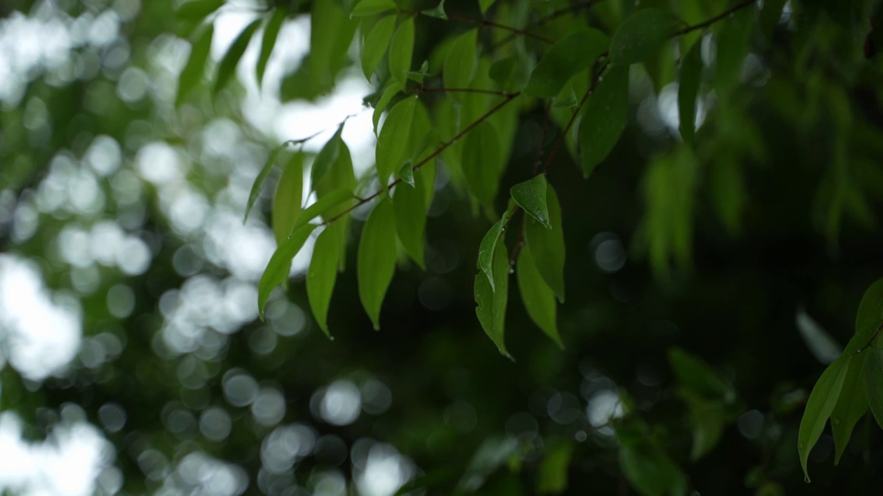 雨滴落在叶子上视频素材