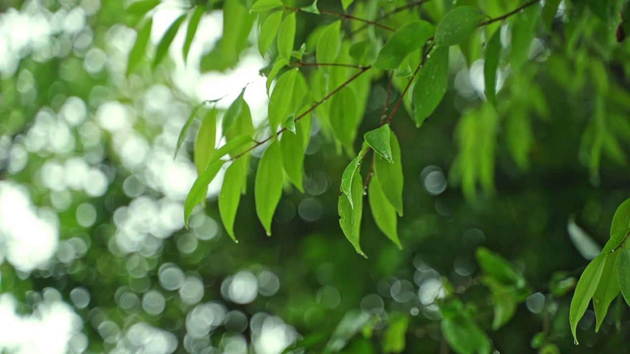 雨滴落在叶子上视频素材