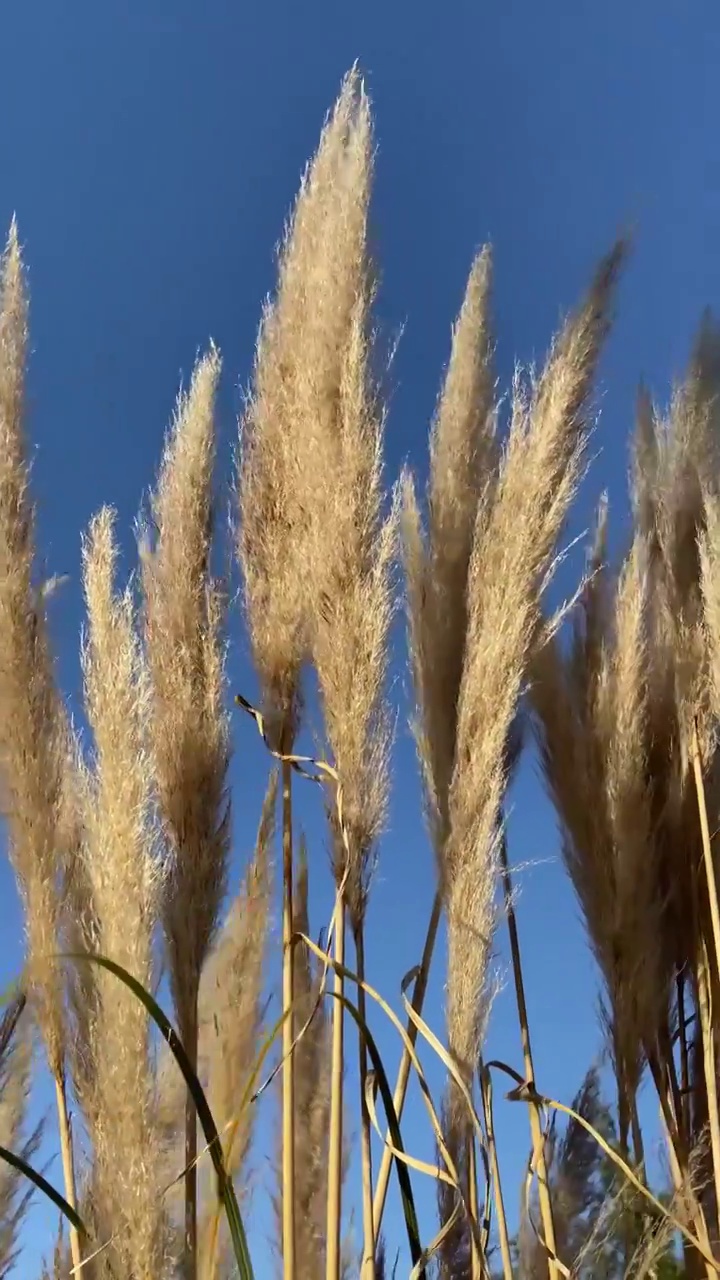 秋天金黄色花草芦苇在风中摇曳特写视频素材