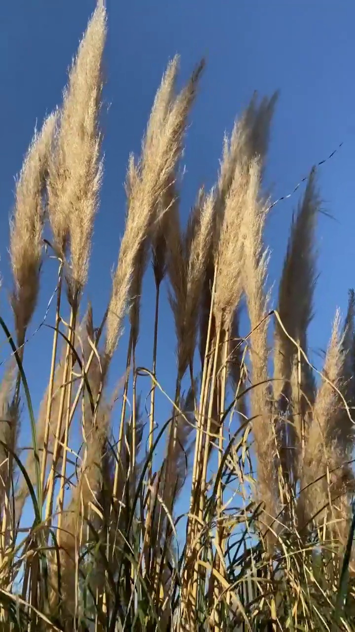 秋天金黄色花草芦苇在风中摇曳特写视频素材