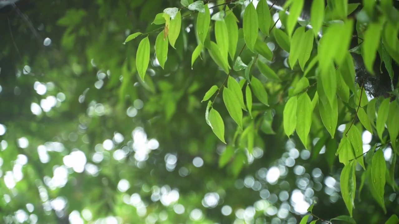 雨滴落在叶子上视频素材