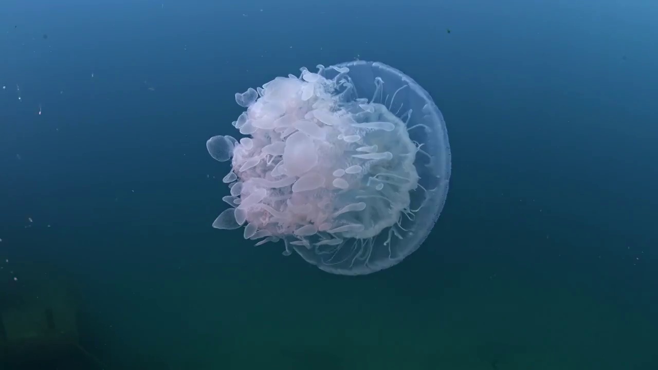 水下摄影透明的水母视频素材