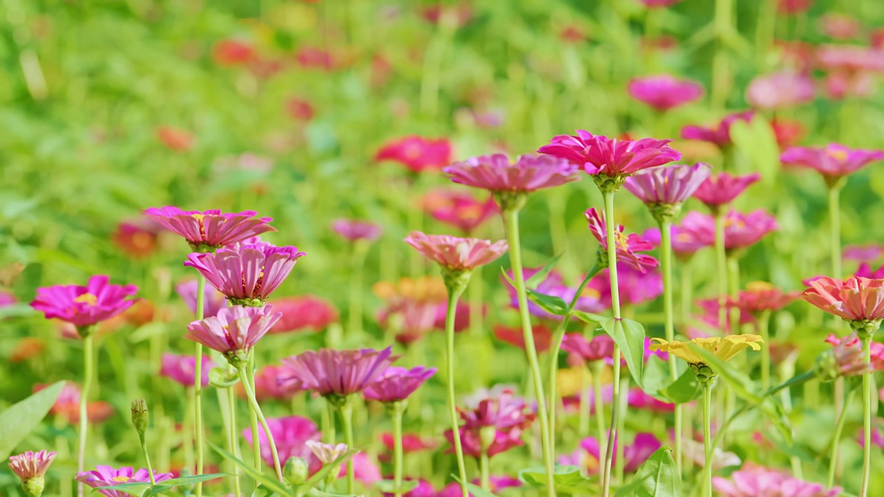 花视频素材