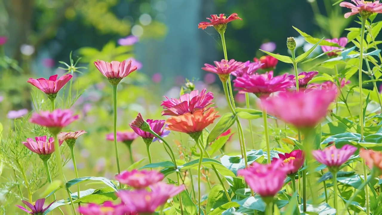 花视频素材