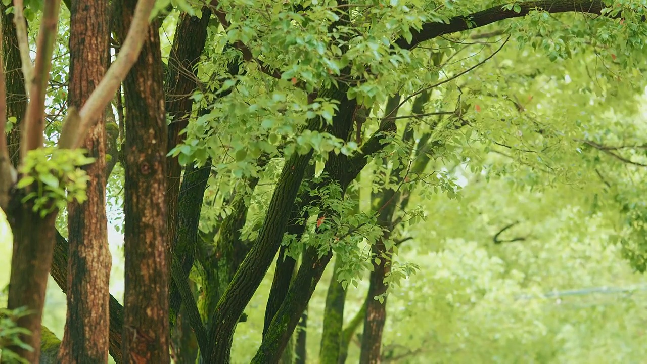 樟树视频素材