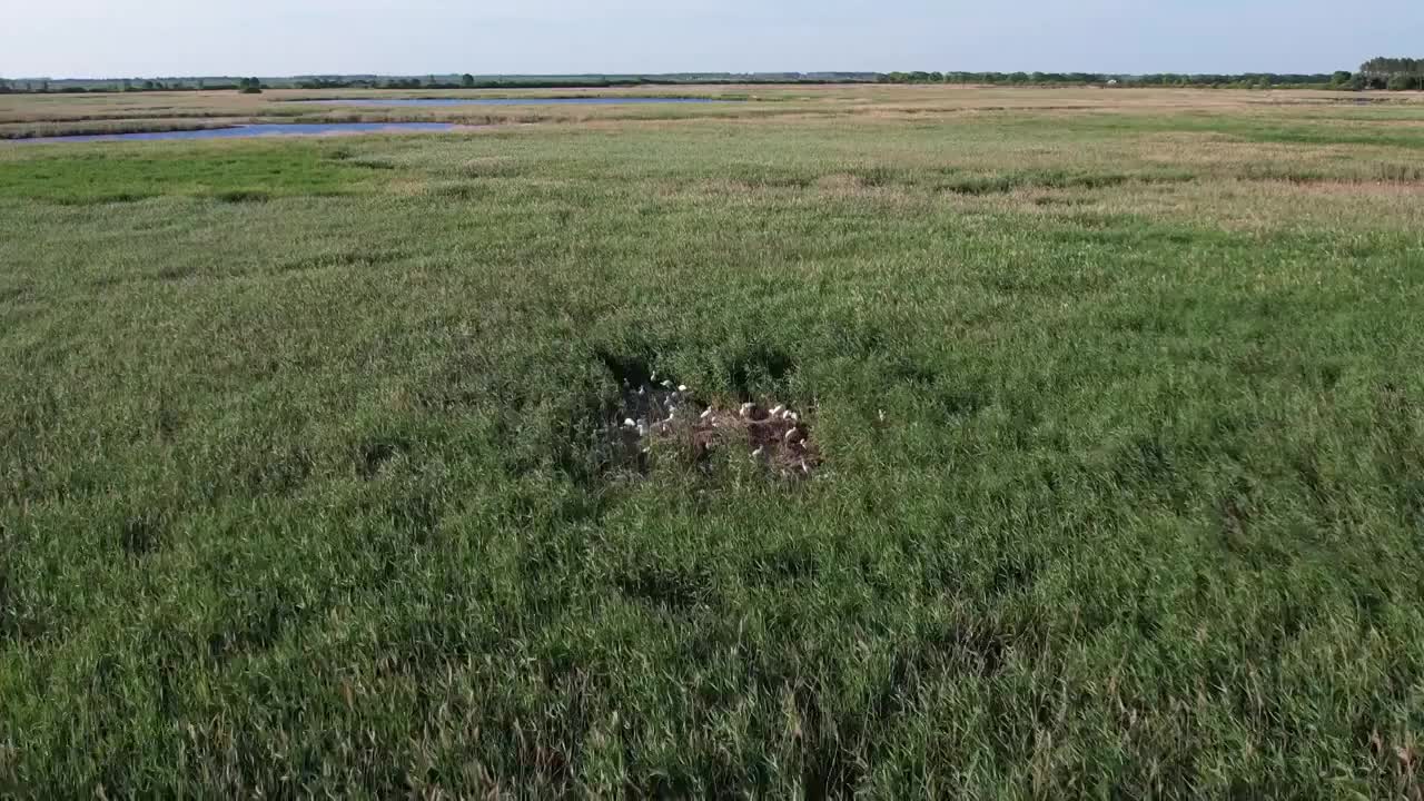 湿地候鸟视频素材