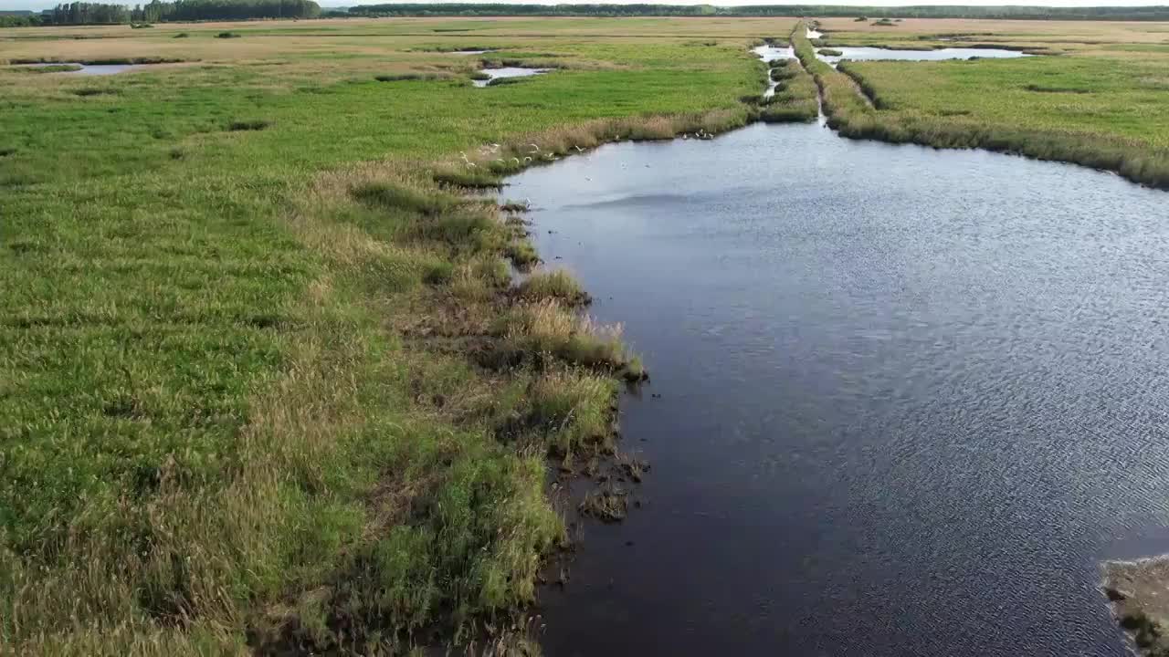 湿地候鸟视频素材